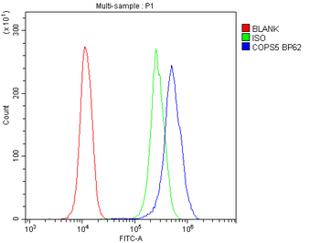 Anti-JAB1/COPS5 Antibody