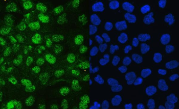 Anti-JAB1/COPS5 Antibody