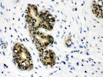Anti-JAB1/COPS5 Antibody