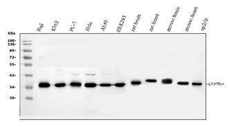 Anti-JAB1/COPS5 Antibody