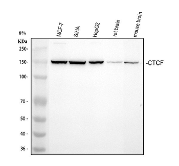 Anti-CTCF Antibody