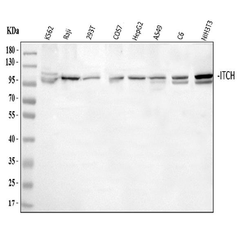 Anti-ITCH/AIP4 Antibody