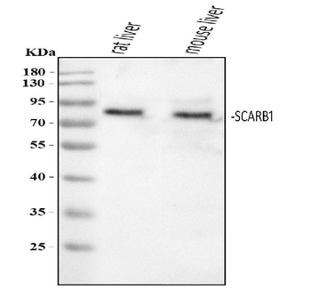 Anti-Scavenging Receptor SR-BI/SCARB1 Antibody