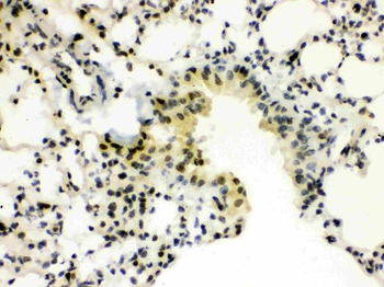 Anti-SP3 Antibody