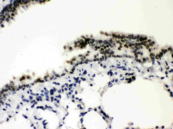 Anti-SP3 Antibody