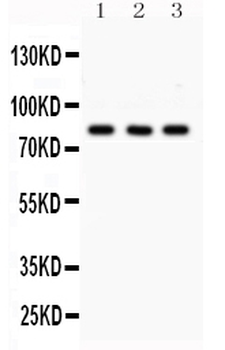Anti-SP3 Antibody