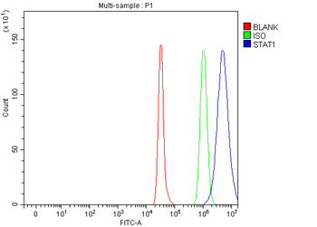 STAT1 Antibody