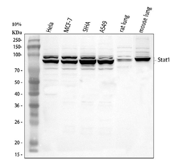 STAT1 Antibody