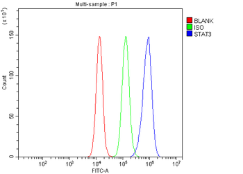 Anti-STAT3 Antibody