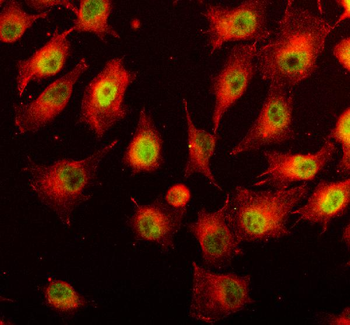 Anti-STAT3 Antibody
