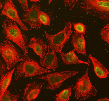 Anti-STAT3 Antibody