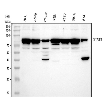 Anti-STAT3 Antibody