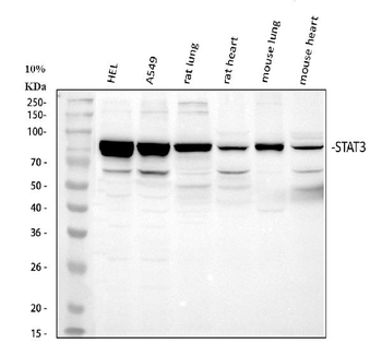 Anti-STAT3 Antibody