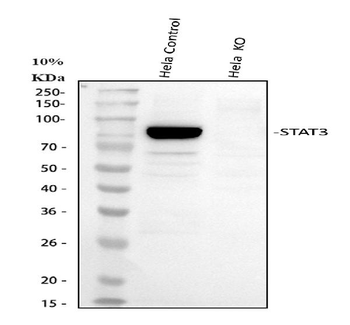 Anti-STAT3 Antibody