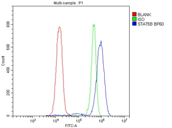 Anti-STAT5b Antibody