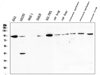 Anti-STAT5b Antibody