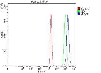 Anti-Ku70/XRCC6 Antibody