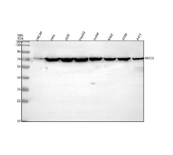 Anti-Ku70/XRCC6 Antibody