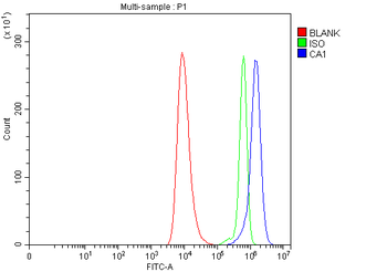 Anti-Carbonic Anhydrase I/CA1 Antibody