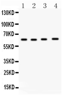 Anti-Cdc6 Antibody