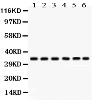 Anti-CDK1 Antibody