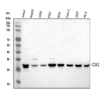 Cdk2 Rabbit Polyclonal Antibody