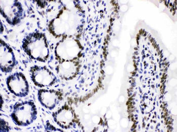 Anti-Cdk9 Antibody