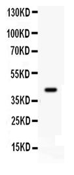 Anti-Cdk9 Antibody