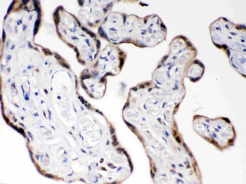 Anti-COMT Antibody