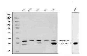 Anti-COMT Antibody