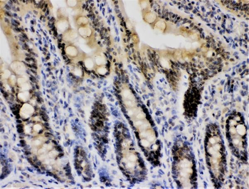 Anti-Cryptochrome I/CRY1 Antibody