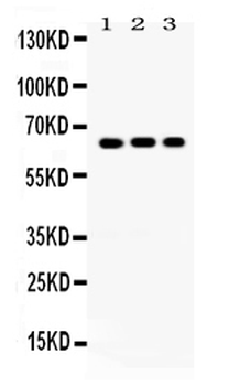 Anti-Cryptochrome I/CRY1 Antibody