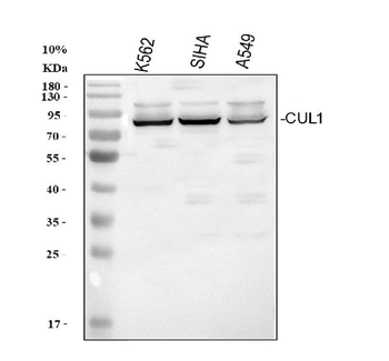 Cullin 1/CUL1 Antibody