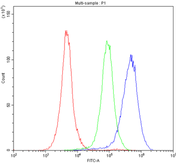 Anti-Cytochrome P450 1A1/CYP1A1 Antibody