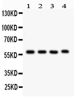 Anti-Cytochrome P450 1A1/CYP1A1 Antibody
