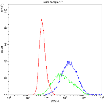 Anti-Cytochrome P450 1A1/CYP1A1 Antibody