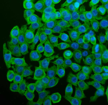 Anti-Cytochrome P450 1A1/CYP1A1 Antibody