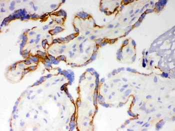 Anti-Cytochrome P450 1A1/CYP1A1 Antibody