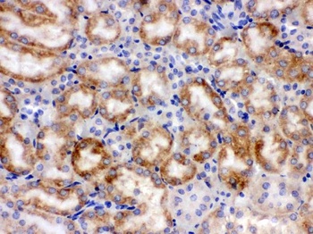 Cytochrome P450 1A1/CYP1A1 Antibody
