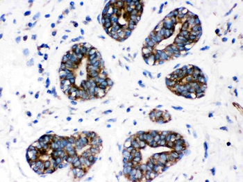 Cytochrome P450 1A1/CYP1A1 Antibody