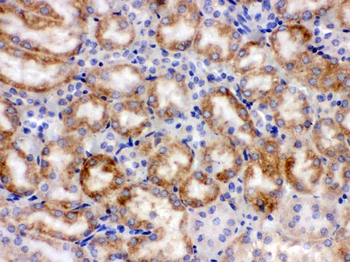 Anti-Cytochrome P450 1A1/CYP1A1 Antibody