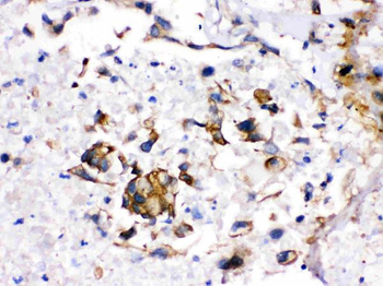 Cytochrome P450 1A2/CYP1A2 Antibody