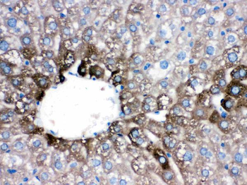 Anti-Cytochrome P450 1A2/CYP1A2 Antibody