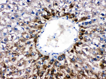 Anti-Cytochrome P450 1A2/CYP1A2 Antibody