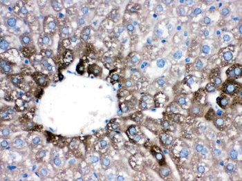 Cytochrome P450 1A2/CYP1A2 Antibody