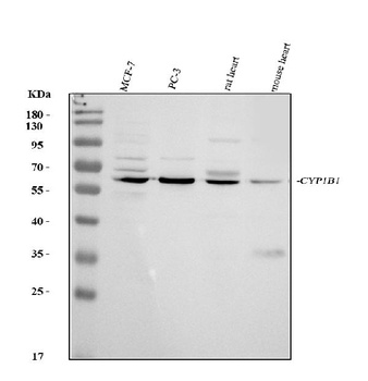 CYP1B1 Antibody
