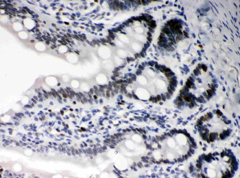 Anti-Daxx Antibody