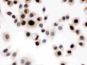 Anti-Daxx Antibody