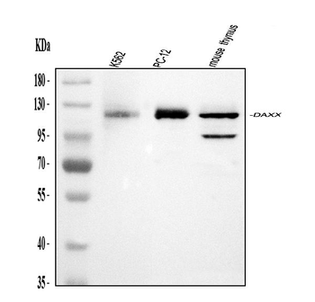 Anti-Daxx Antibody