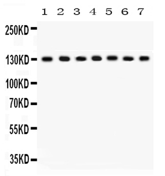 Anti-SAP97/DLG1 Antibody